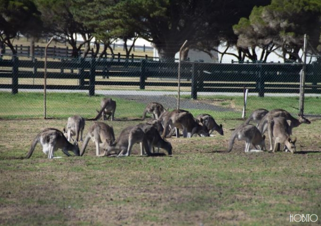 コースのお隣にはたくさんのカンガルーが