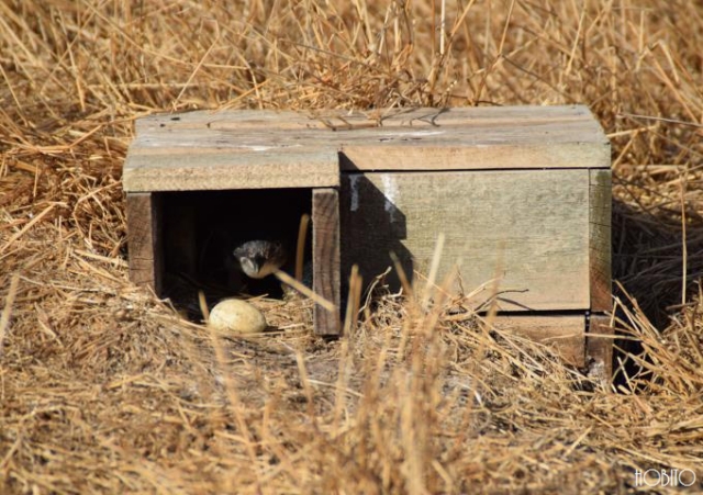 ペ、ペンギン