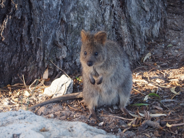 オーストラリア、｢世界一幸せそうな動物｣に会える、ロットネスト島 成功する留学