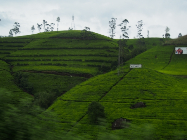 ヌワラエリヤに向かう道は一面茶畑が広がります
