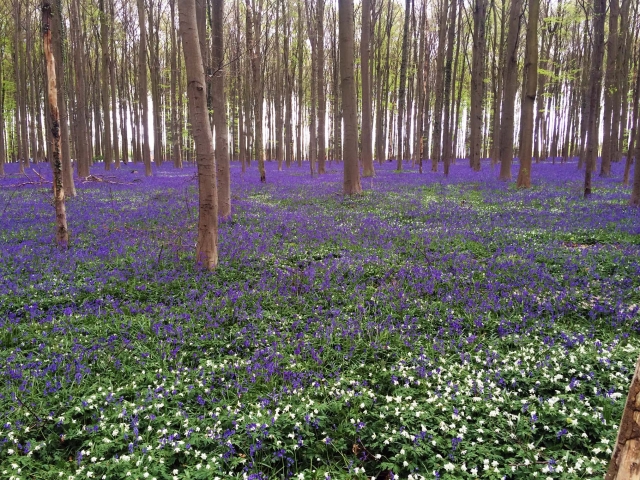森を彩る鮮やかな青紫のじゅうたん