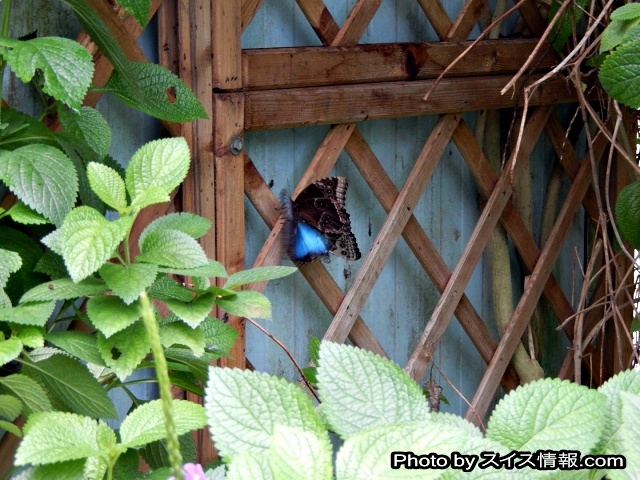 青い色がとても綺麗な蝶々が沢山