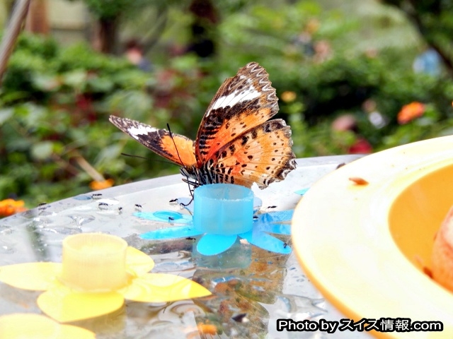 蜜を吸う蝶々