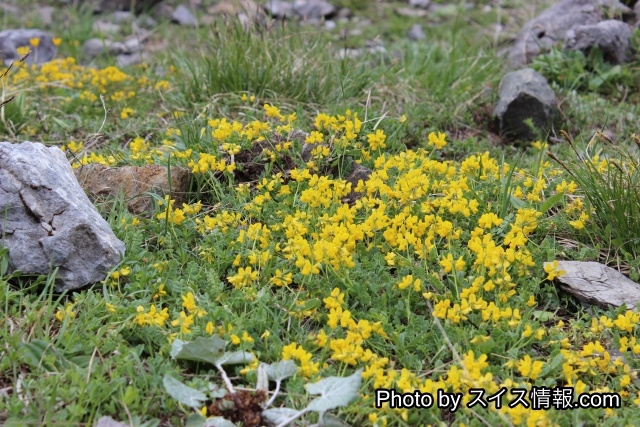 高山に咲く花