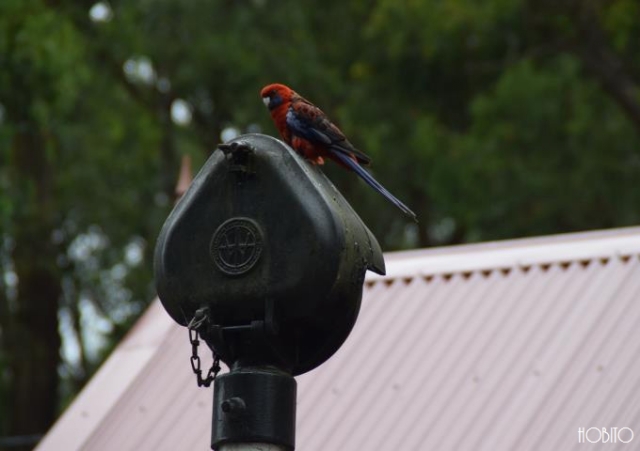 オーストラリアには様々なカラフル鳥が