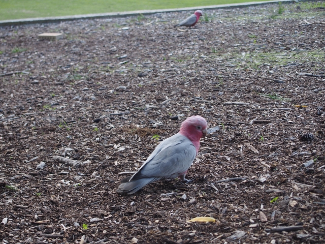 ピンク色の頭が特徴のモモイロインコも遊びに来たり