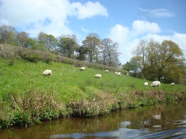 運河のすぐ近くで草をはむ羊たちにも癒されて