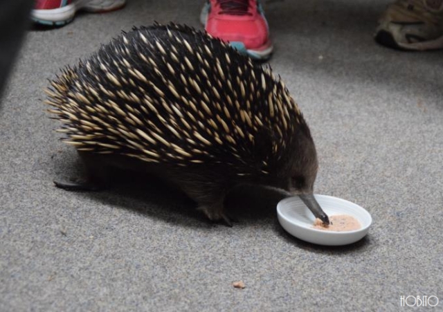 ハリモグラ登場