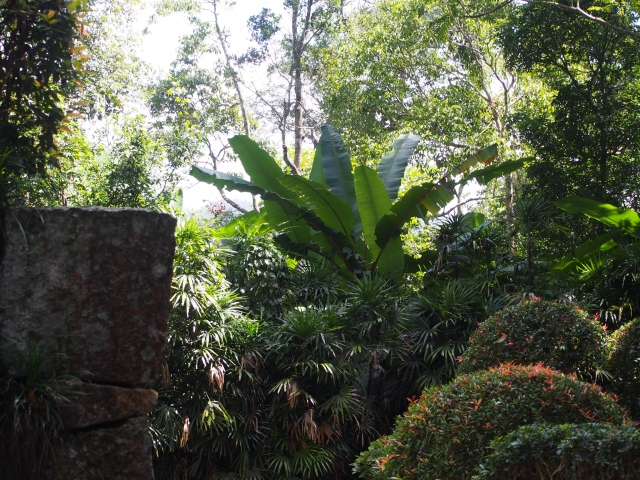 熱帯雨林の植物が見え隠れ