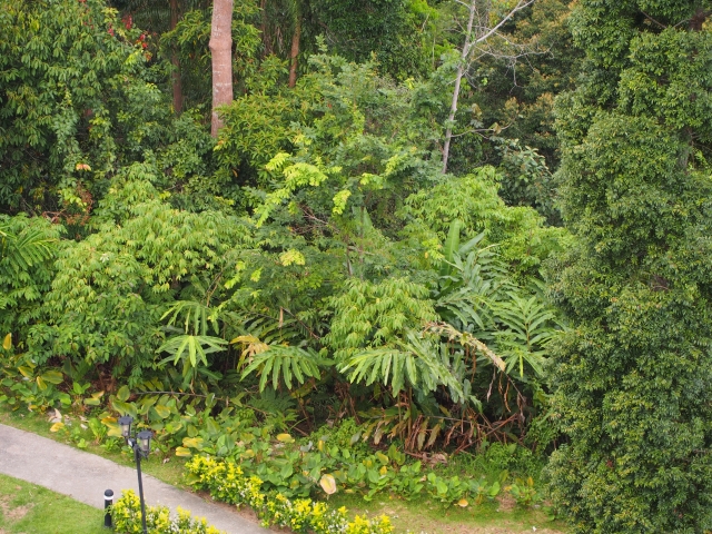 ホテル内からは緑鮮やかな熱帯の植物が