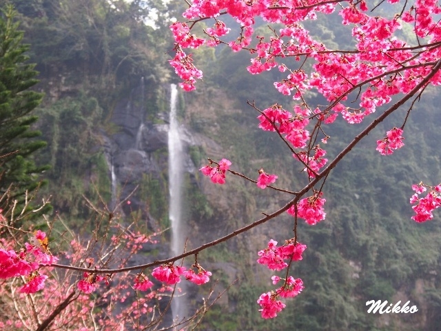 烏來の白糸の滝と桜の景色