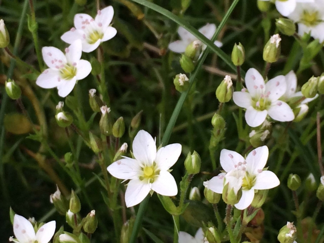 高山植物を見つけながらの散策♪