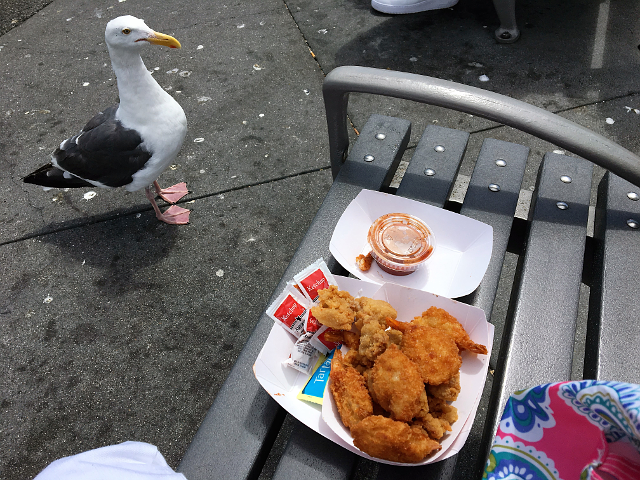 親し気に近づいてきたカモメ。この後このカモメがした行為とは…