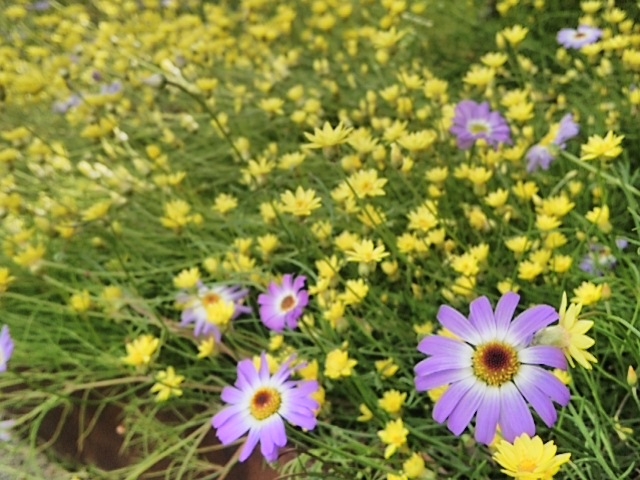 色鮮やかな花々が咲き乱れます