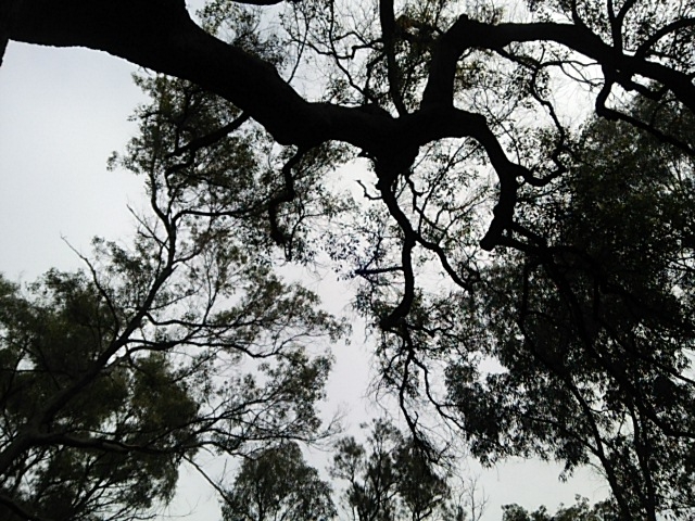 西オーストラリア州を代表する巨大な木々も生息