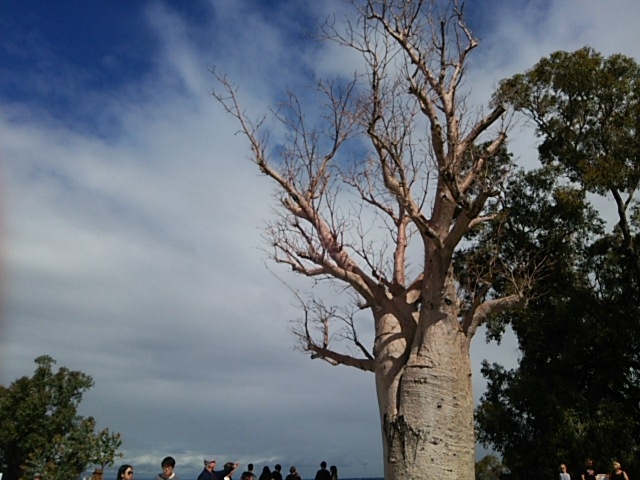 根っこが上にきたような、ユニークな形のバオバブの木