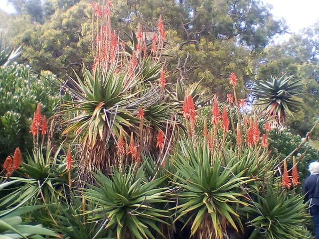 南アフリカの植物が生息エリア