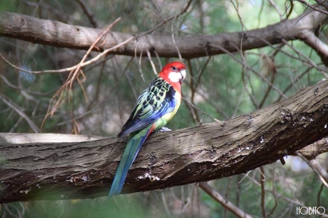 野鳥を見るといきなり海外へ