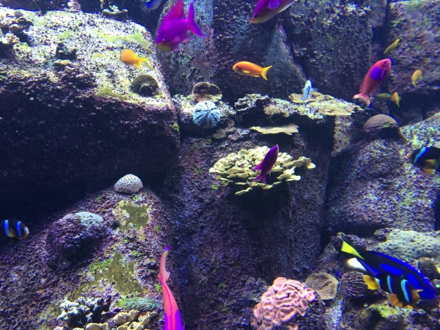 この水族館で何種類の色を見たでしょうか！