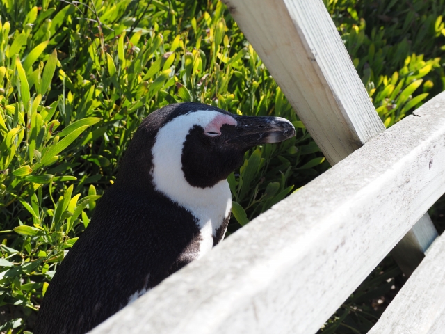 アフリカンペンギン