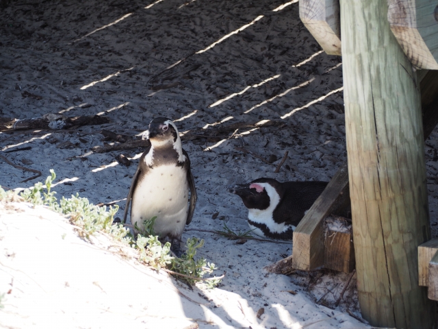 アフリカンペンギン