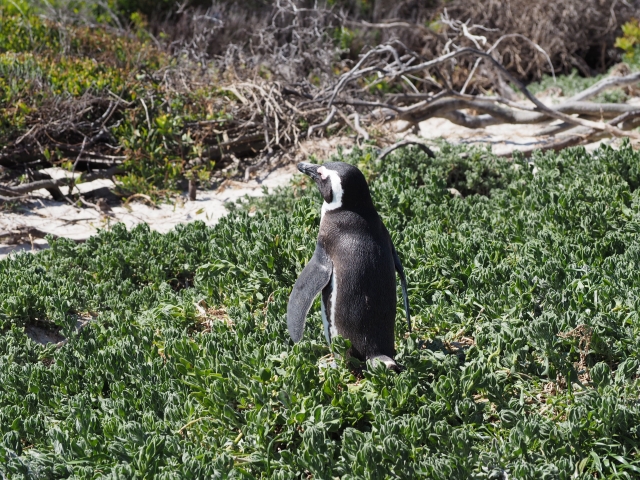 アフリカンペンギン