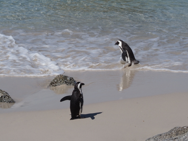 アフリカンペンギン