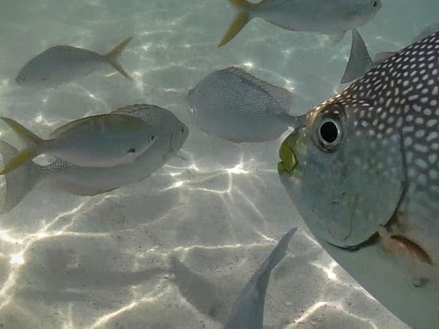 マレーシアでは珍しく白い砂浜が続くビーチ