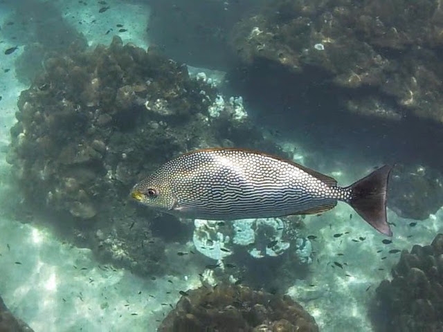 パヤ島の珊瑚と魚