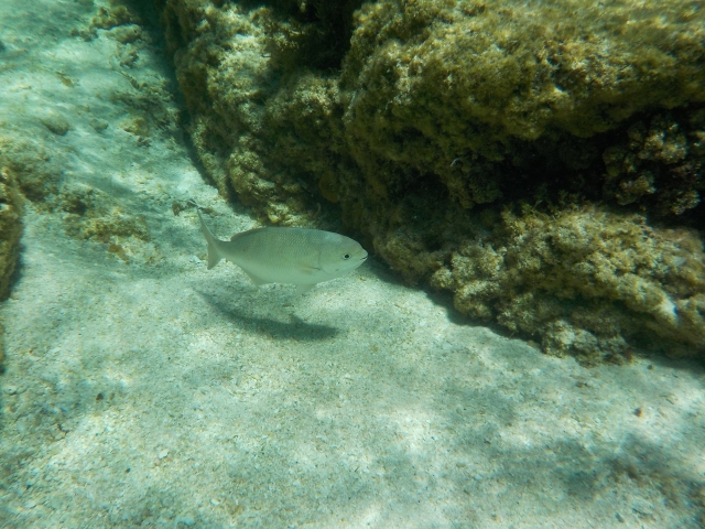 シュノーケリングで可愛い魚たちに出会えます