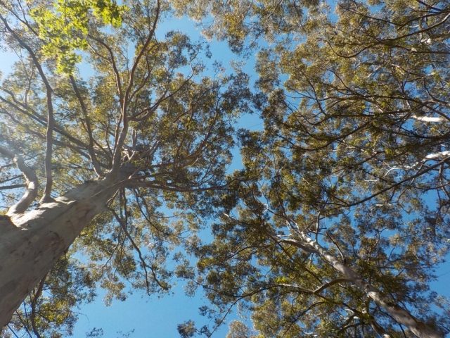 背の高いカリーの木が生い茂るオーストラリアの南西部