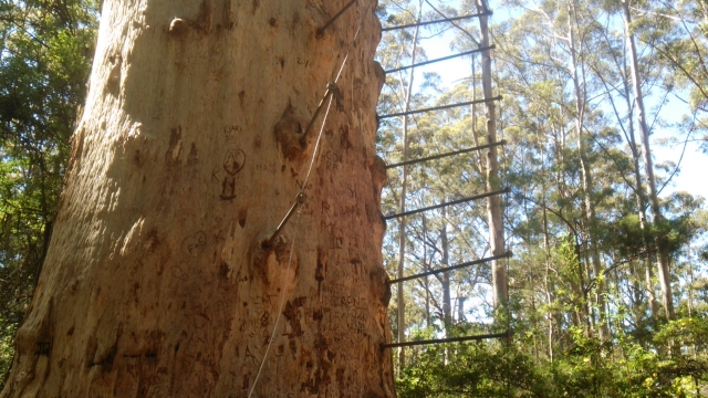 オーストラリアで巨大なカリーの木に木登り