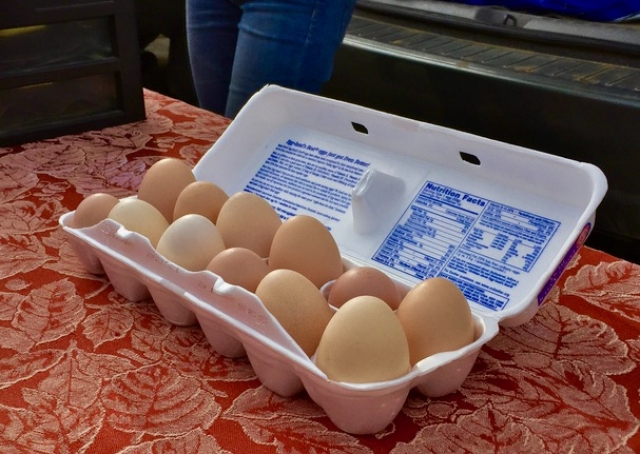 卵はやっぱり大きさ色々