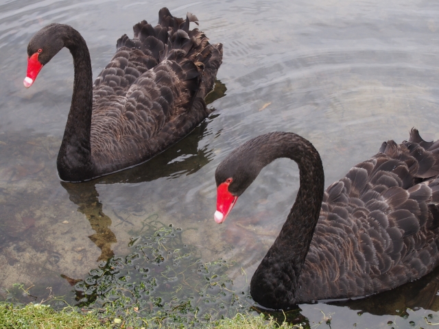 真っ赤なくちばしと黒い身体が特徴的な黒い白鳥、ブラックスワン