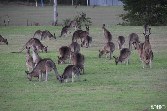 野生のカンガルーがうじゃうじゃ