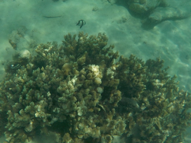 珊瑚礁に集まる魚たち