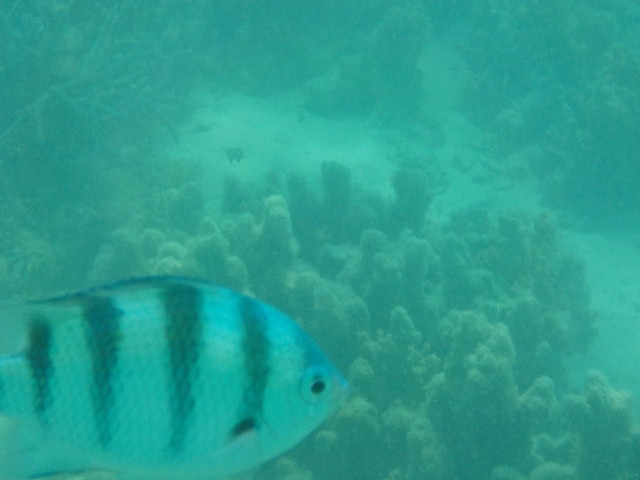 浅瀬でのシュノーケリングでも様々な魚たちに出会えます