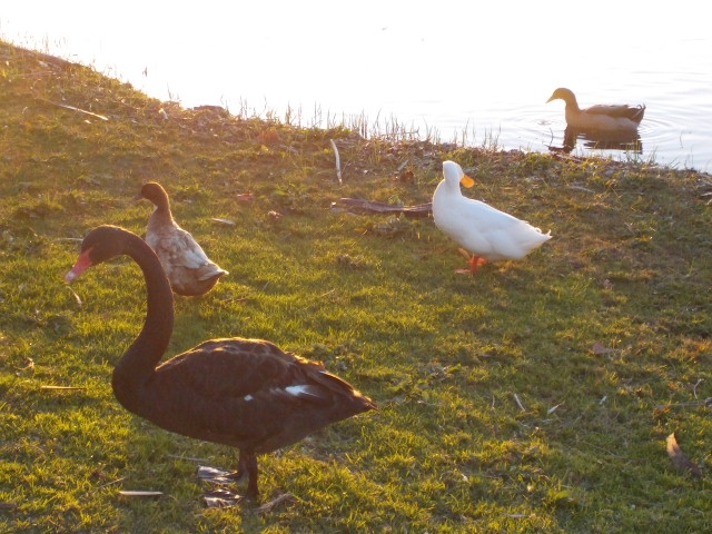 たくさんの鳥たちが住んでいるモーガン湖