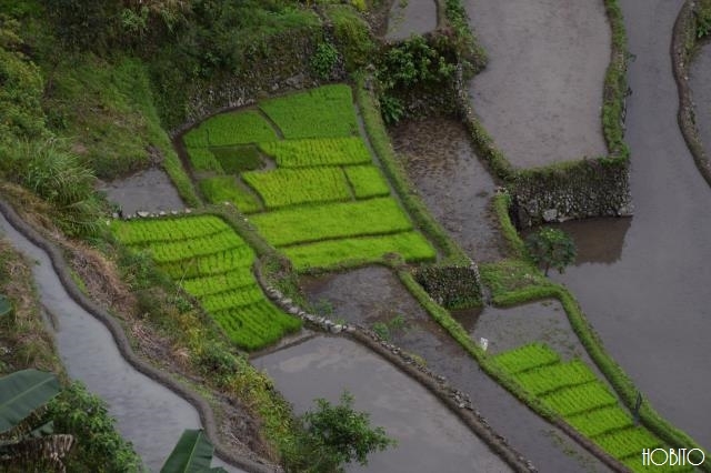 田植えはもうすぐ