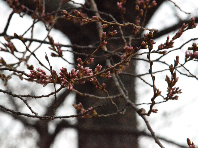 ルーズベルト記念公園の真向かいの桜の老木が一足早く開花