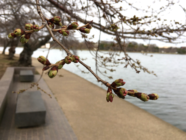 ワシントンDCのFDR記念公園の脇の桜が開花