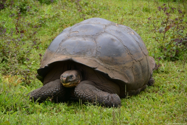 サンタ・クルス島の高原地帯で生活を営むゾウガメ