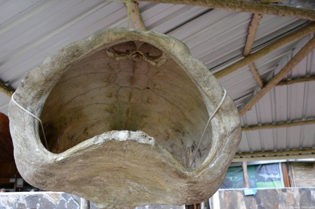 エル・チャトに展示されるゾウガメの甲羅