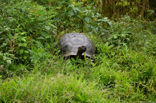 エル・チャトの草村を歩くゾウガメ