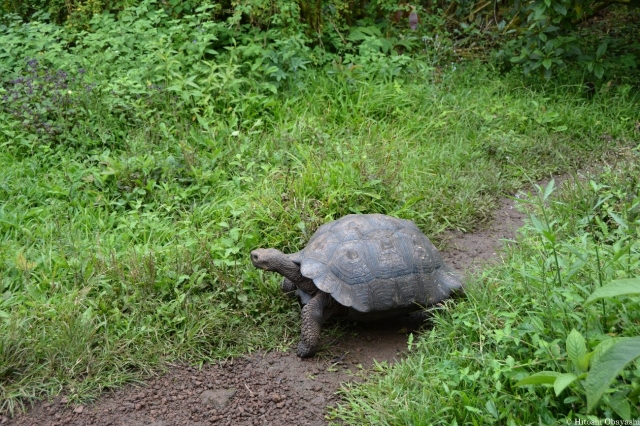 エル・チャトの歩道を歩くゾウガメ