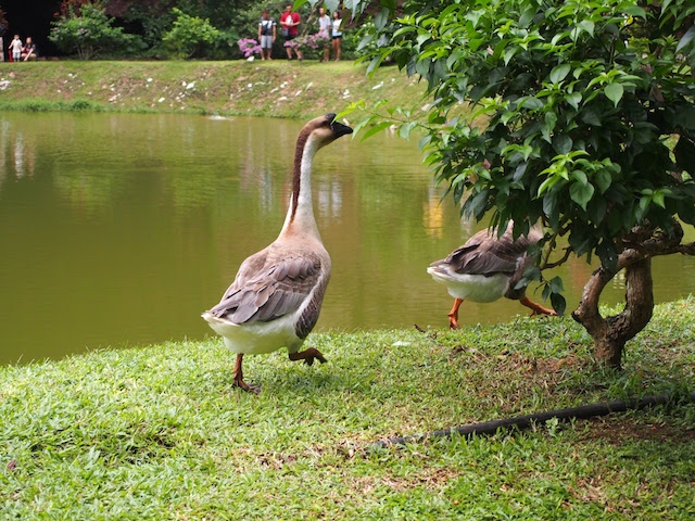 池の周りにはアヒルも