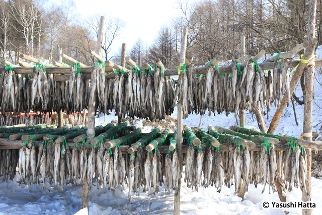 スケトウダラの乾燥風景。風の強い野外で干すのが最適とされる