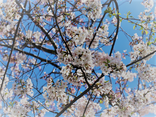 Cherry Blossoms at Whole Foods