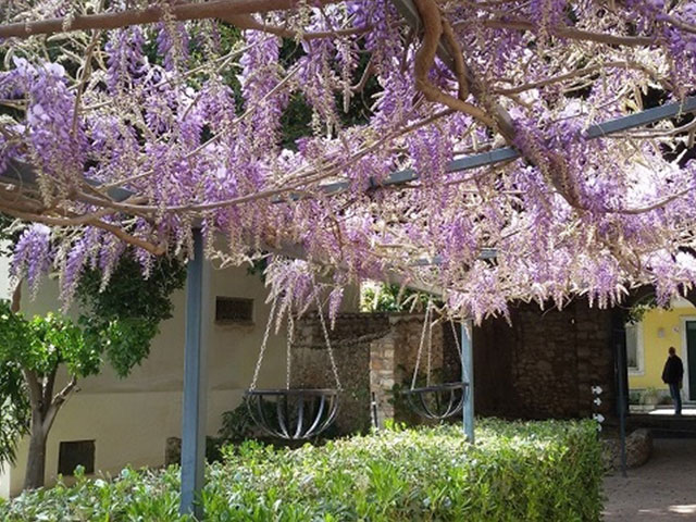 春には藤の花が咲き誇る