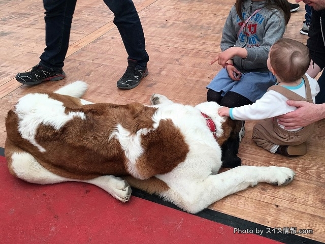 セントバーナード犬